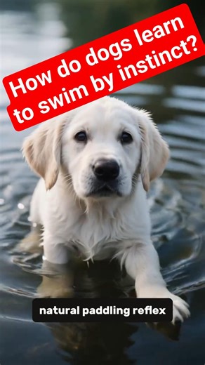 Are Dogs Born Knowing How to Swim? #facts
