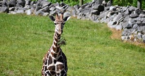 'Tisa,' a 1-year-old giraffe, is leaving the Virginia Zoo