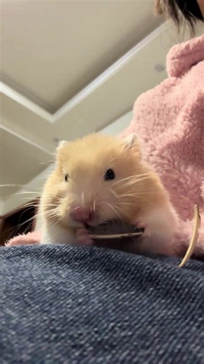 #hamster #hamsterhoinach #chuothoinach