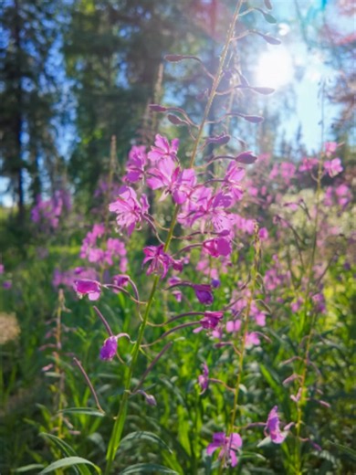 Northwest Territories Fireweed: Nature's Pink & Purple Blooms