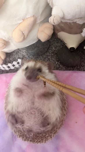 Adorable Hedgehog Eating Superworm 😋