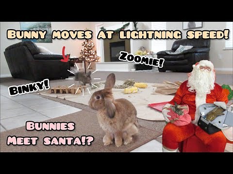 Bunnies Meet Santa at Petsmart! Rabbit Moves at Lightning Speed!?