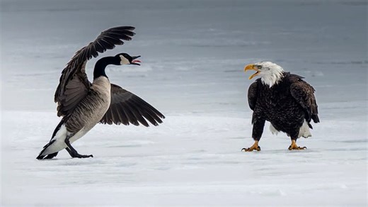 #TheMoment a brawl between a Canada goose and bald eagle was caught on camera
