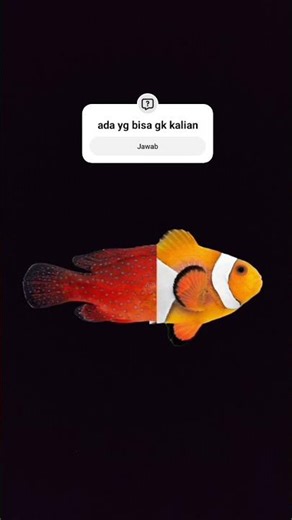 ada yg bisa gk [short] !