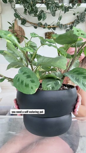 House + Plant on TikTok