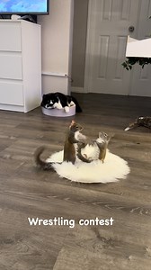 Sequel continued… 😼🤭🐿️💕🐿️😁 #cuteanimals #love #funny #cat #squirrel | Milton and Cassidy the squirrels
