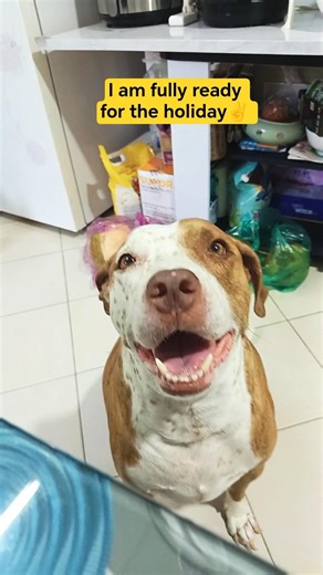 Happy Lunar New Year #horseyear #lunarnewyear #happydog #shorts