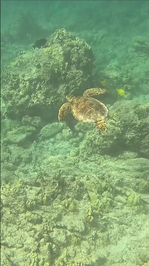 Hawaiian Sea Turtle Gliding Through Paradise 🌊
