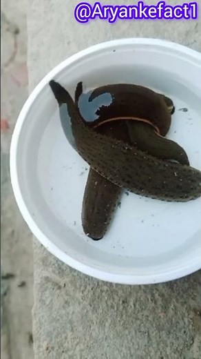 How LEECH sucks Blood? #shorts