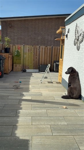 Zelfs de hond is vriendjes met de duiven 🐕‍🦺🕊️