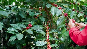 Hand farmer picking coffee bean in coffee process agriculture background. Coffee farmer picking ripe cherry beans.