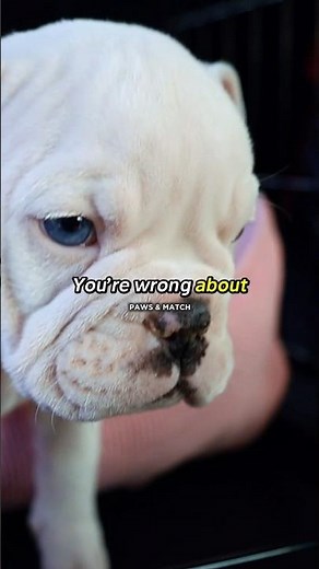 You're Wrong About the English Bulldog.