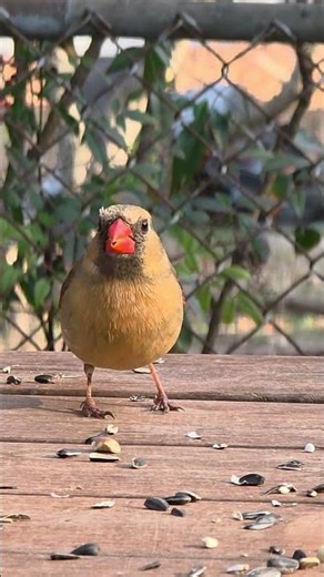 Northern Cardinal Diaries: Rosie