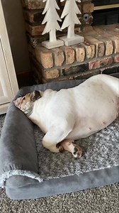 112K views · 1.3K reactions | This is the non-sporting division | Rusty Lord | Facebook