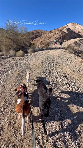 The Palm Desert Cross Hiking Trail was so much fun! I’m so glad I took my Mommy, Auntie Shiloh and cousin doggies here. I hope you enjoy the scenery and I woof you. Woof and Wags.❤️ Henrietta #DogFriendlyTrails #dogfriendlytravel #rvtravel #bassethounddown #frankieandhenrietta #frankieandhenri | Basset Hound Down