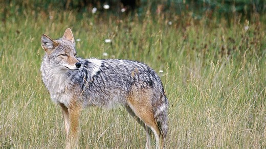 Nova Scotia warns about increased coyote activity