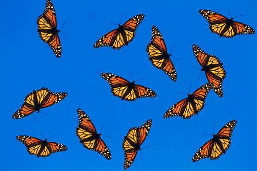 Best Spots to See Monarch Butterflies in California | KQED