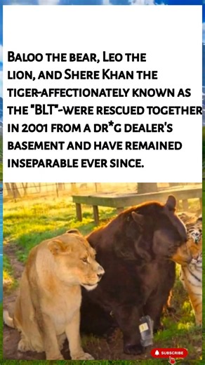 The "BLT" Trio: The Unbelievable True Story Of 3 Apex Predators 🥺❤️
