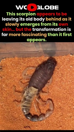 That “Dead” Scorpion Is Actually Changing Its Skin! 😳🦂