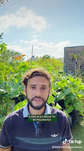 Growing Corn in Pots: A Complete Guide for Successful Cultivation