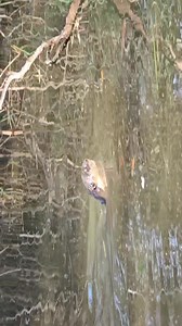 Otters at Likas Jogging track @Xmas ❤️ | John Kong