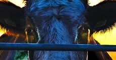 Cowspiracy: The Sustainability Secret (2014)  - Ver Película Completa en Español - FULLTV