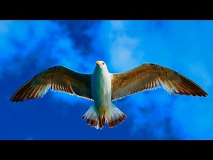 Seagull Sound Effect. Ocean Waves and Beach Sounds with Seagulls for Sleep, Studing | 10 Hours