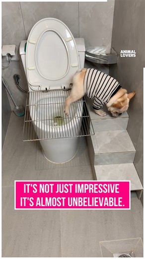 My Dog Uses the Toilet Better Than I Do 😂🚽🐶 | Dog Kindness