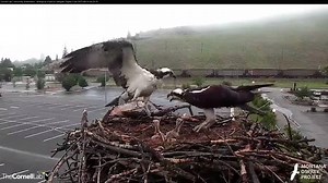 49K views · 786 reactions | Today's the day! Join Montana Osprey...