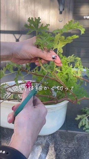 木質化してしまったローズゼラニウムを強剪定→挿し木しました！#ローズゼラニウム#ハーブ#挿し木#カレンソウ