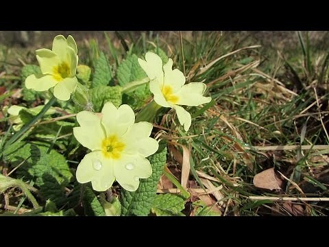 Wild Primroses