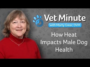 Vet Minute: How Heat Impacts Male Dog Health