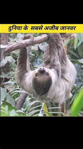 Top Amazing Facts About Animals in hindi || #amazingfacts #facts #factsinhindi #shorts