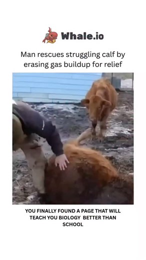 BIOLOGY | HEALTH | MEDICAL on Instagram: "When cows are unable to move for long periods, such as when kept in stalls or tight spaces, their digestion slows down. Since cows rely on fermentation in their stomachs to break down food, staying still causes food to sit longer and produce more gas, like methane and carbon dioxide. This buildup can cause bloating and discomfort. Stress, diet changes, and poor management can make it worse. To avoid serious problems, farmers may need to release the gas m