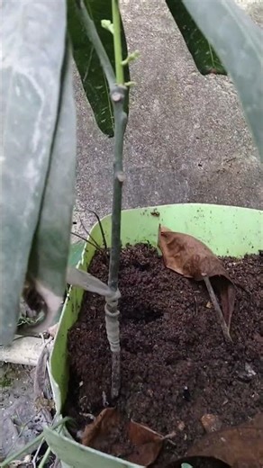 Mango Grafting Success Story