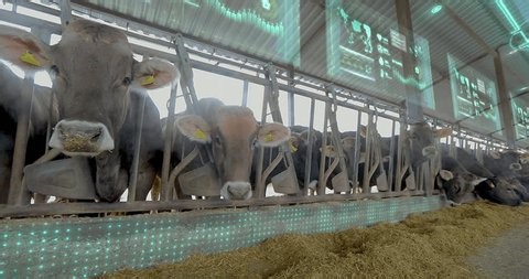 clip-4031751259-ai-based-smart-monitoring-framework-livestock-farms-dairy