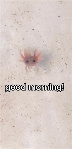 Adorable Baby Axolotl saying Good Morning