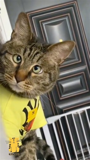 Funny Cat & Cute Kittens765😻 #shorts #kucing #kucinglucu #funny #pet #cat #foryou #viral #viralvideo