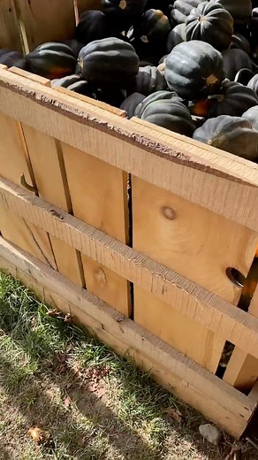 from pumpkins to zucchinis to butternuts — squash belongs to the same...