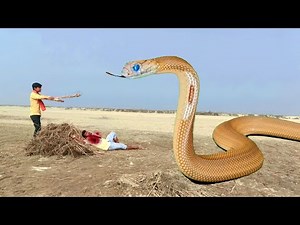Anaconda Snake in Real Life Part 5 HD Video || snake video || Snake || Anaconda