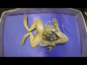 Frog Dissection