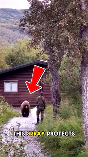 493K views · 1.2K reactions | Outsmart an Aggressive Bear! Don’t let...