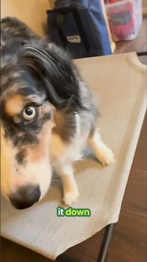 Coolaroo Original Elevated Dog Bed Review — Keeps Pets Cooler & Easier on Joints?