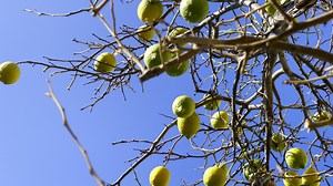 Download Healthy Organic Lemon on Tree for free