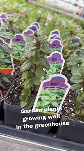 Signs of spring around the farm today 🌱💚. Have you spotted any signs where you are? #springtime #organicfarming | Red Fire Farm