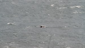 782K views · 10K reactions | The Legend of Choco. Once, long ago, I...