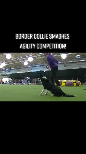 7K views · 157 reactions | Border collie wins agility contest #dog #dogs #dogagility #dogcompetition #dogcompetitions #DogTraining #dogsoftiktok #petlovers #petlover #fyp #viraltiktok #viral | GATOR Tips | Facebook
