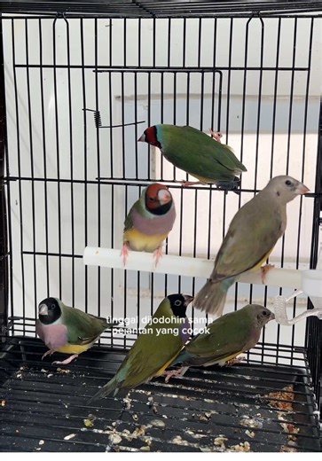 Gouldian Finch Females Preparing for Mating Season