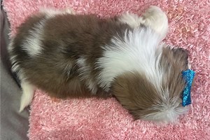 Tessa - Lhasa Apso Puppy B99880