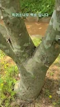 희귀소나무 백송 산림 임업 농업 6차산업 수목원 야영장 숲경영체험림 숲해설사 휴양림 숲속야영장 귀산촌정보 그루경영체 숲마실